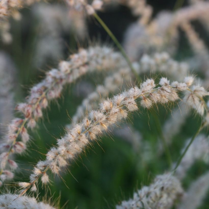 Pennisetum orientale Tall Tails (Floración)
