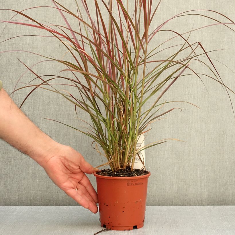 Ejemplar de Pennisetum setaceum Firework - Rabo de gato Maceta 1L/1,5L entregado en otoño