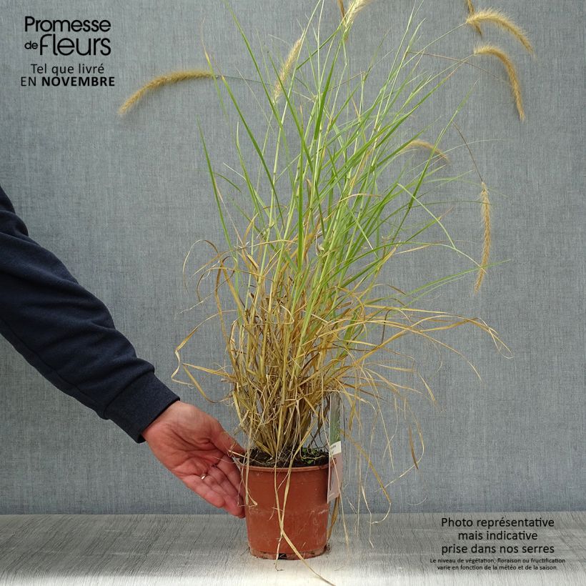 Ejemplar de Pennisetum advena Skyrocket Maceta 1L/1,5L entregado en otoño