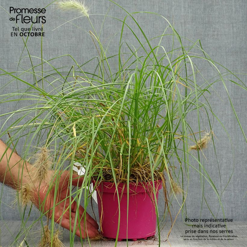 Ejemplar de Pennisetum villosum Maceta 2L/3L entregado en otoño