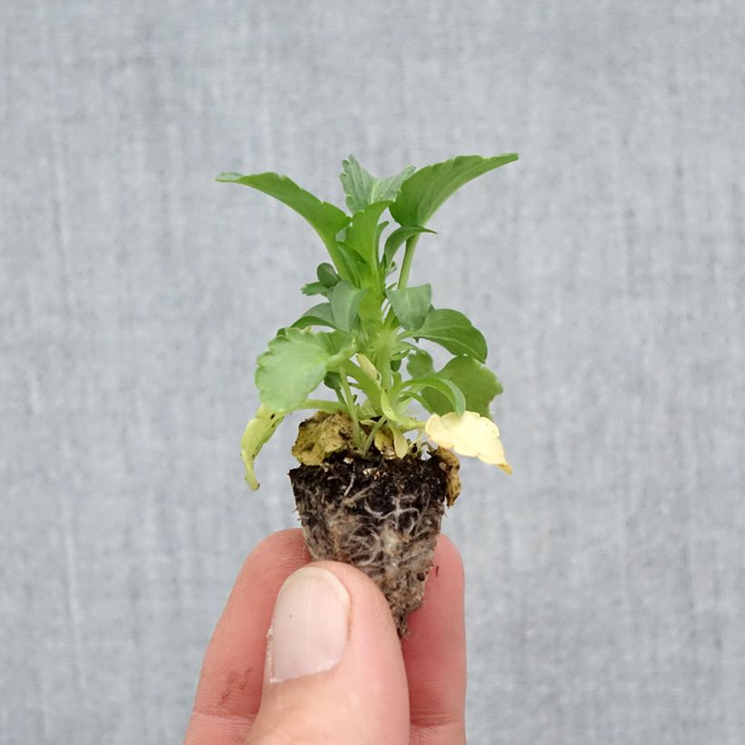 Ejemplar de Viola F1 Raviola Pure Lemon - Violeta minicepellón: de 2,2 cm x 2 cm en bandeja de cultivo por 35 entregado en otoño