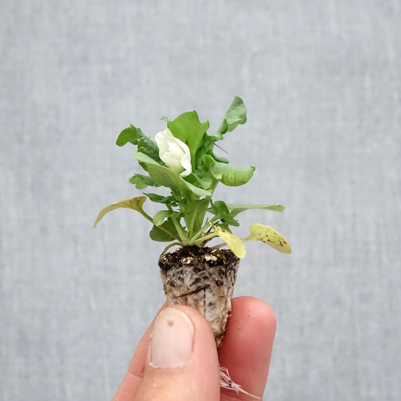 Ejemplar de Viola F1 Carrera White - Violeta minicepellón: de 2,2 cm x 2 cm en bandeja de cultivo por 35 entregado en otoño