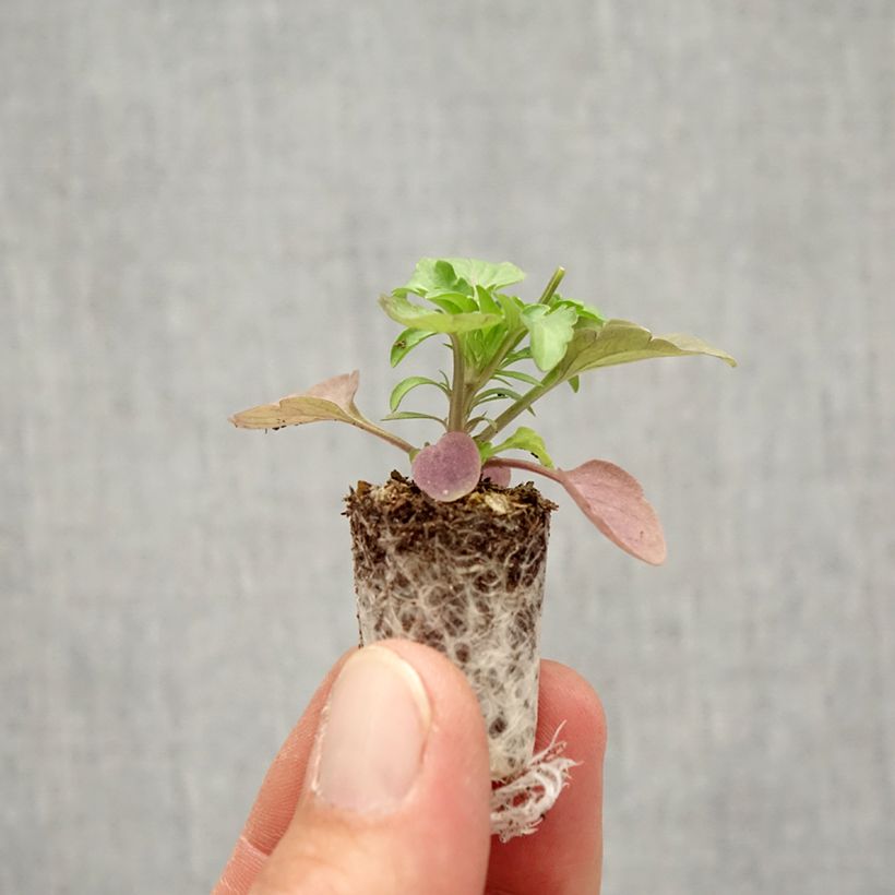 Ejemplar de Viola Cool Wave Frost - Violeta minicepellón: Ø 1,5/2,5 cm entregado en otoño