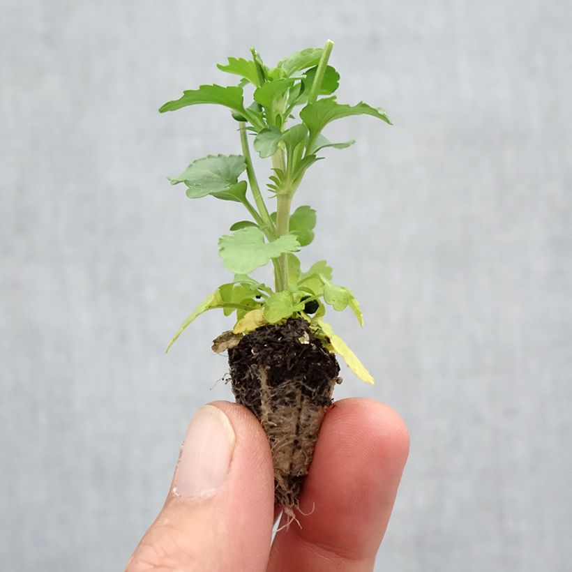 Ejemplar de Viola Cool Wave Mix - Violeta minicepellón: de 2,2 cm x 2 cm en bandeja de cultivo por 35 entregado en otoño