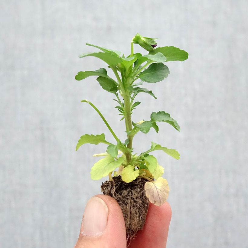 Ejemplar de Viola Cool Wave Purple Wing - Violeta minicepellón: de 2,2 cm x 2 cm en bandeja de cultivo por 35 entregado en otoño