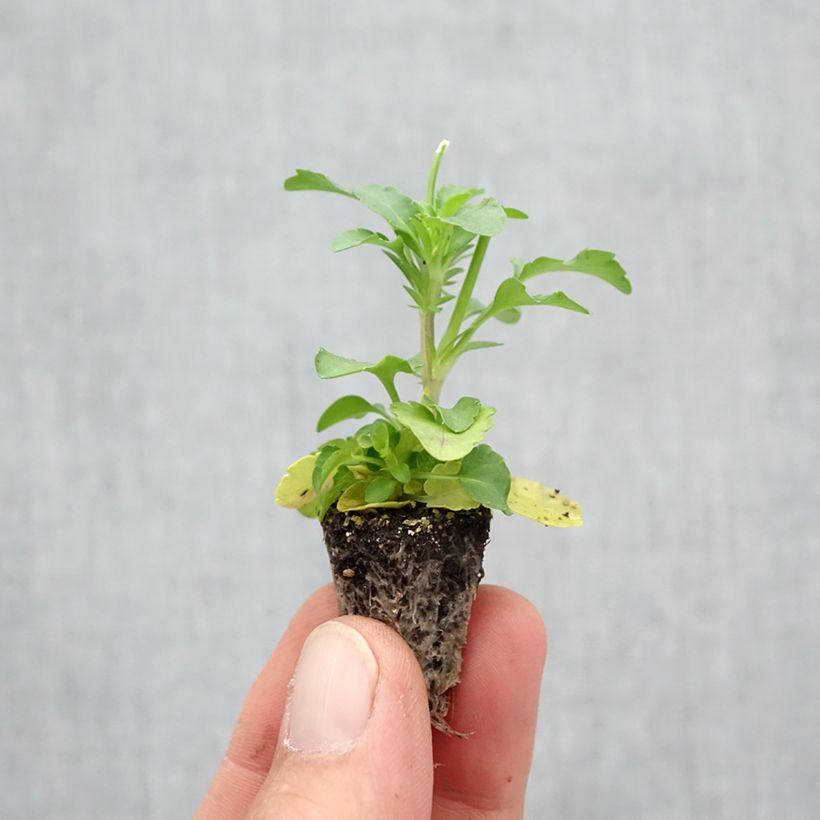Ejemplar de Viola Cool Wave Yellow - Violeta minicepellón: de 2,2 cm x 2 cm en bandeja de cultivo por 35 entregado en otoño