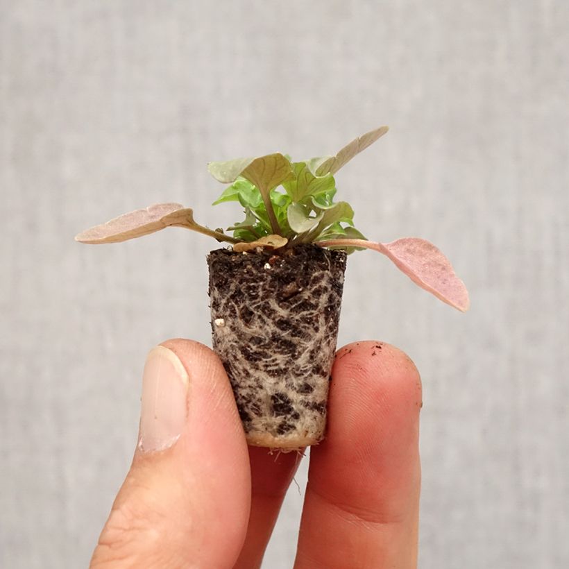 Ejemplar de Viola Cool Wave Pink Yellow Bicolore - Violeta minicepellón: Ø 3/4 cm entregado en otoño