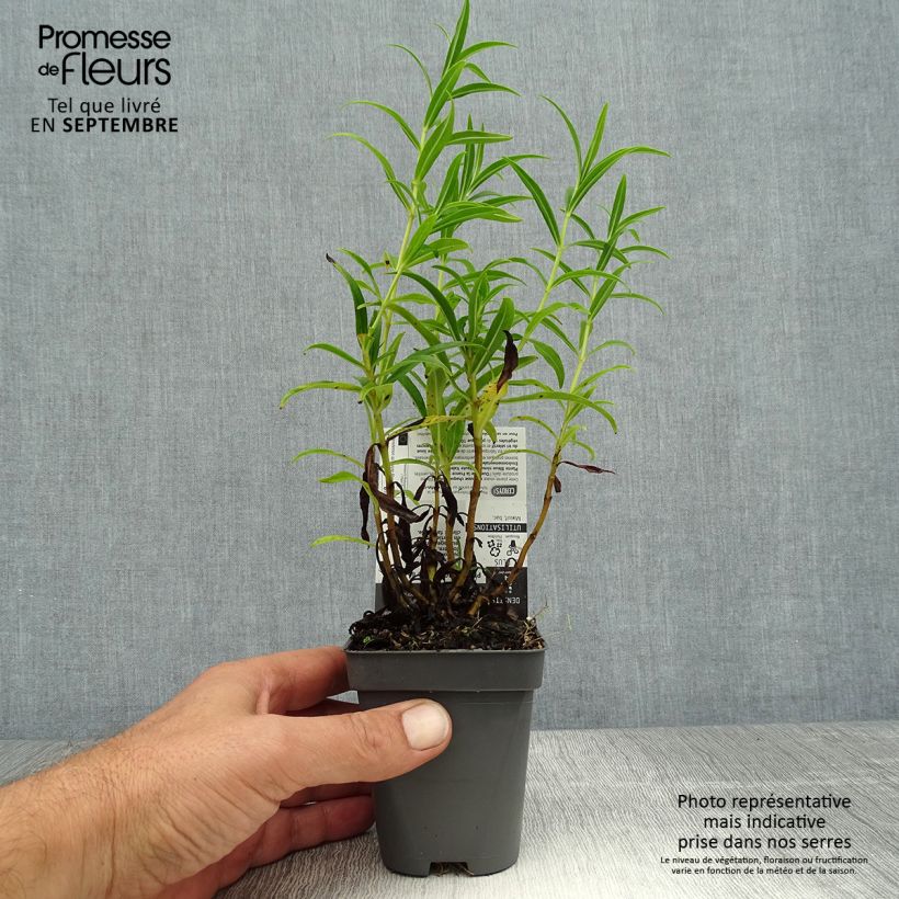 Ejemplar de Penstemon Apple Blossom Maceta de 8/9 cm entregado en verano