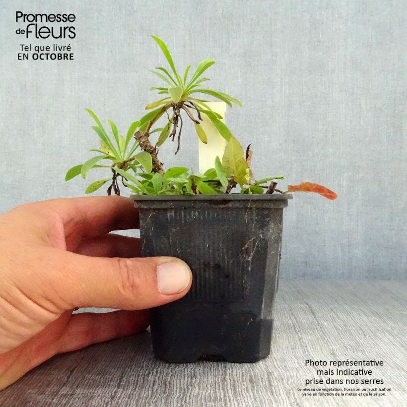 Ejemplar de Penstemon barbatus Coccineus - Muicle Maceta de 8/9 cm entregado en otoño