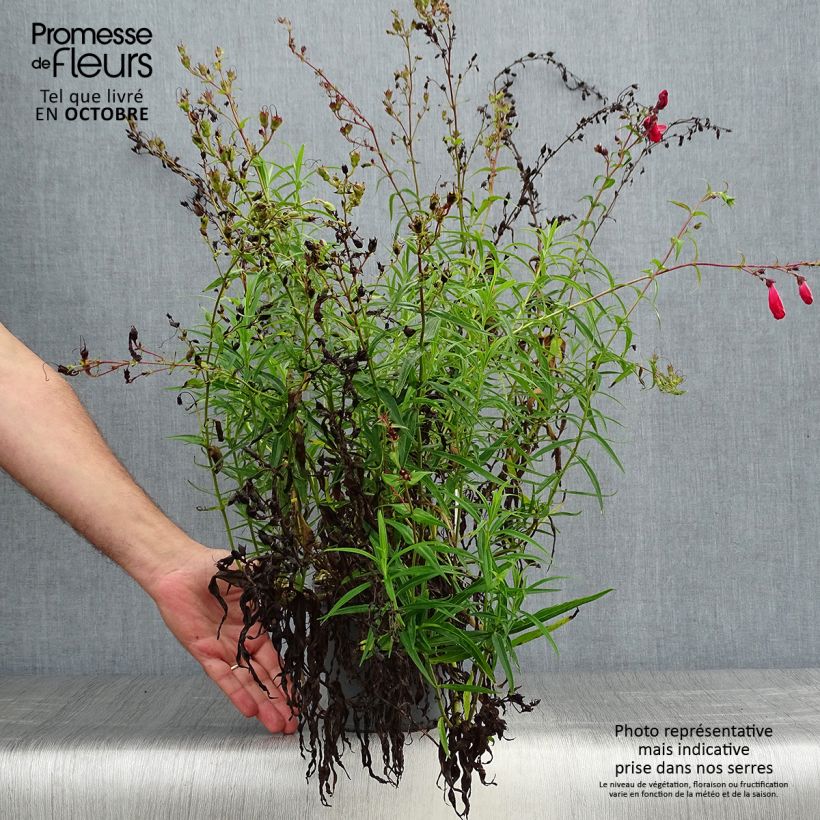 Ejemplar de Penstemon barbatus Coccineus - Muicle Maceta 2L/3L entregado en otoño