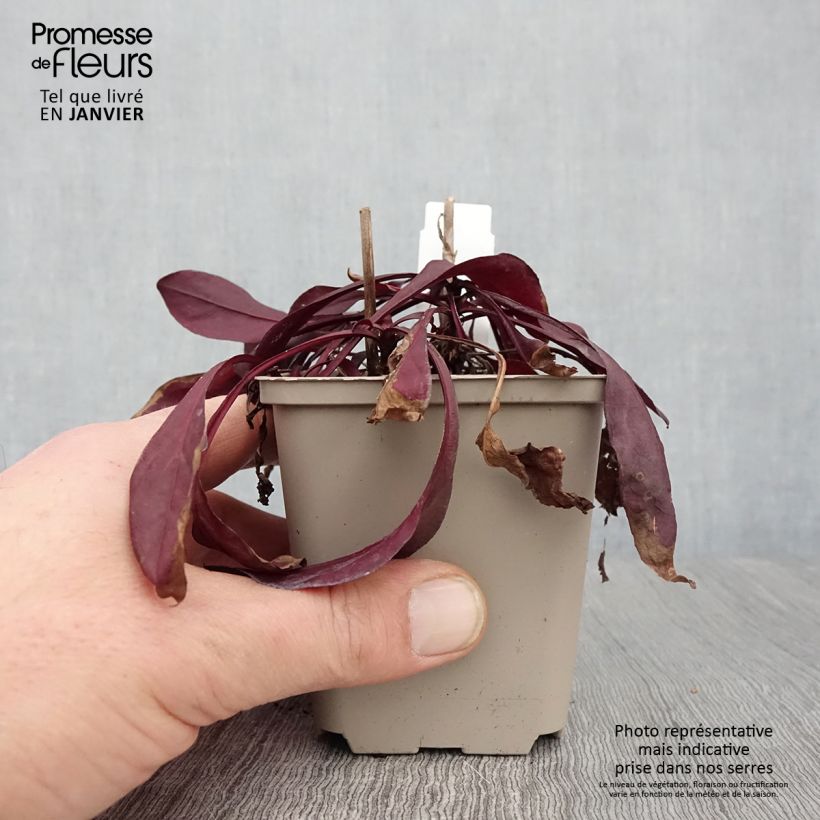 Penstemon digitalis Dakota Burgundy - Lengua de barba Maceta de 8/9 cm Ejemplar entregado en invierno