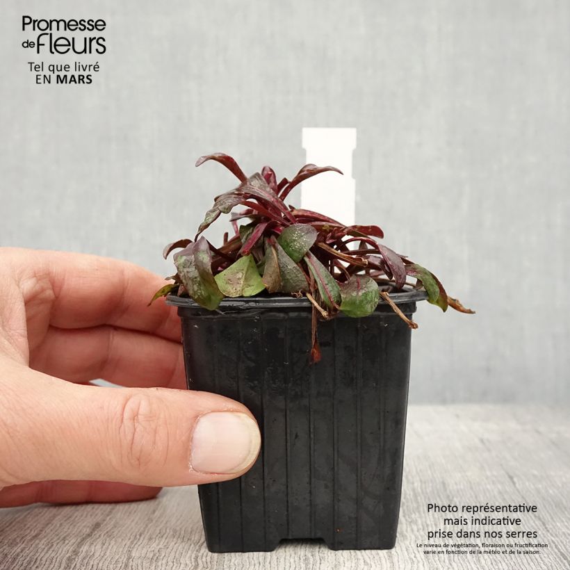 Penstemon digitalis Dakota Burgundy - Lengua de barba Maceta de 8/9 cm Ejemplar entregado en la primavera