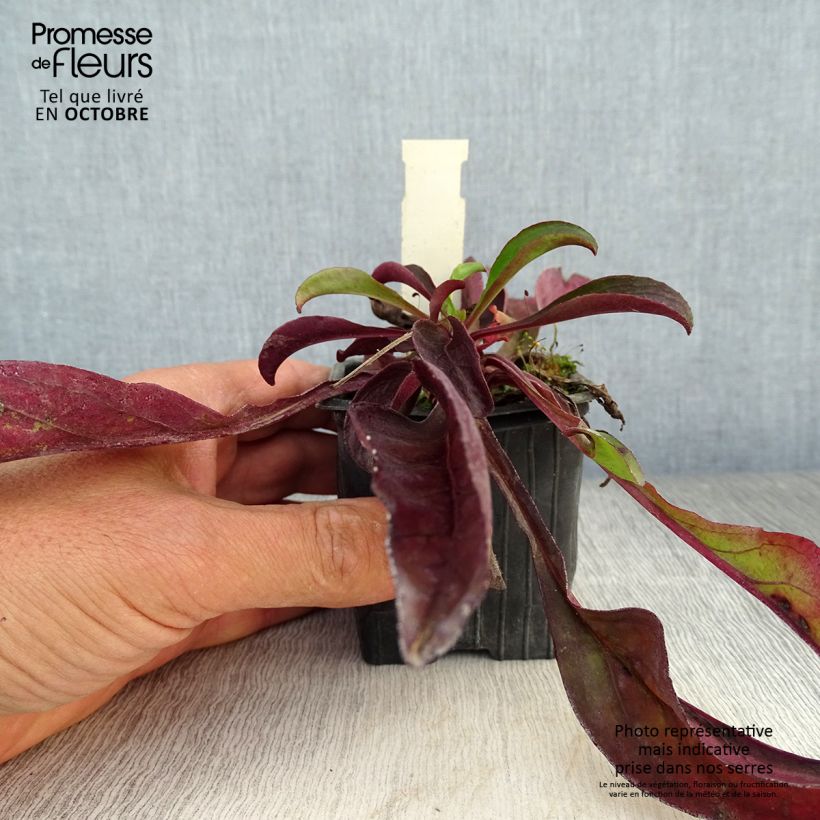 Ejemplar de Penstemon digitalis Dakota Verde - Lengua de barba Maceta de 8/9 cm entregado en otoño