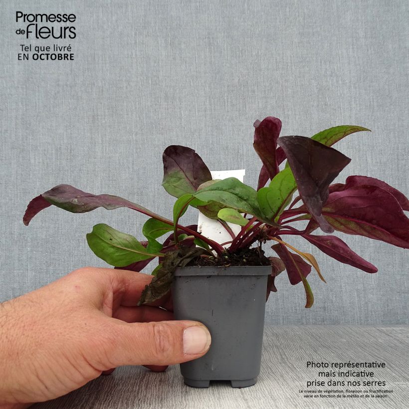 Ejemplar de Penstemon digitalis Dark Towers - Lengua de barba Maceta de 8/9 cm entregado en otoño