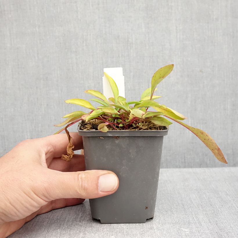 Ejemplar de Penstemon digitalis Goldfinger - Lengua de barba Maceta de 7/8 cm entregado en otoño