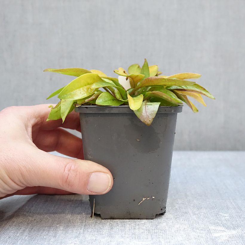 Penstemon digitalis Goldfinger - Lengua de barba Maceta de 7/8 cm Ejemplar entregado en invierno