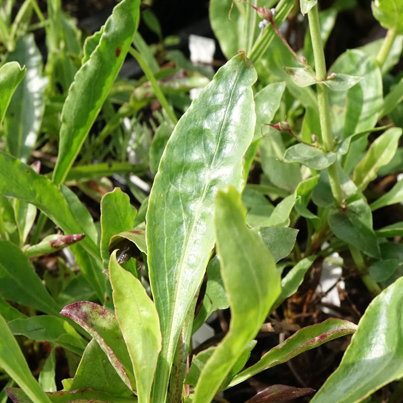 Penstemon eatonii - Campanita (Follaje)