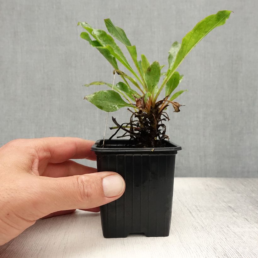 Ejemplar de Penstemon eatonii - Penstémon d'Eaton, galane Godet de 8/9 cm entregado en verano