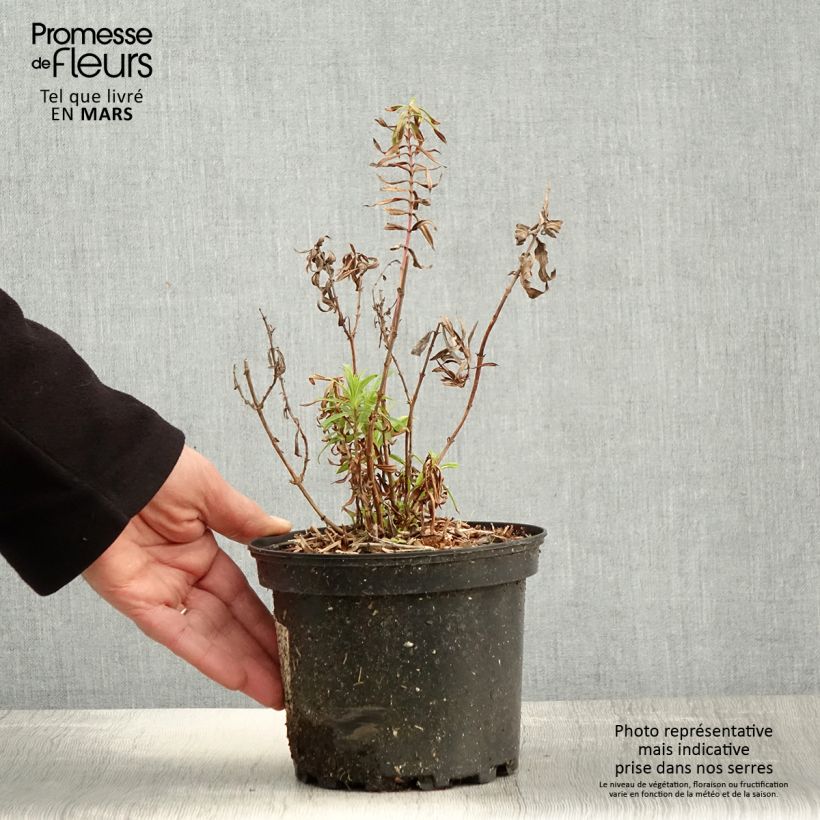 Penstemon Hewell Pink Bedder Maceta 2L/3L Ejemplar entregado en la primavera