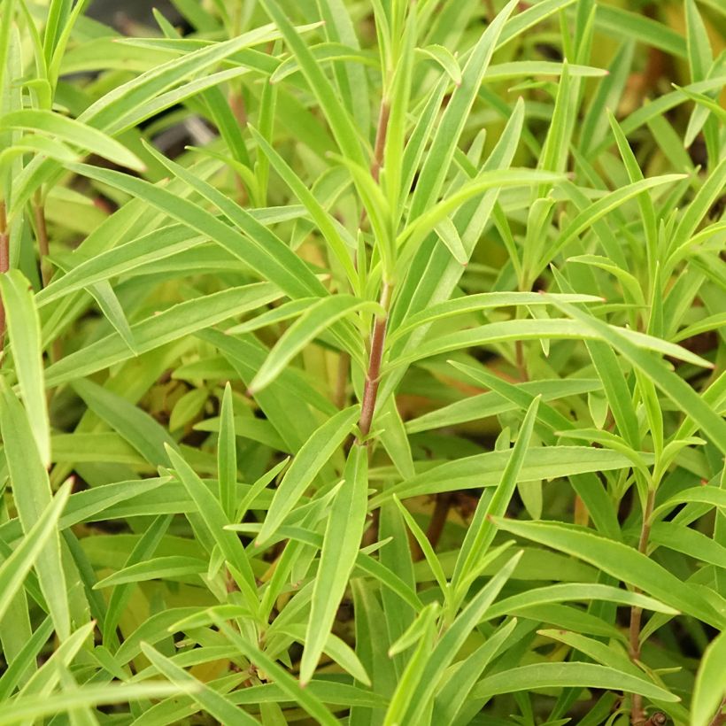 Penstemon Garnet (Follaje)