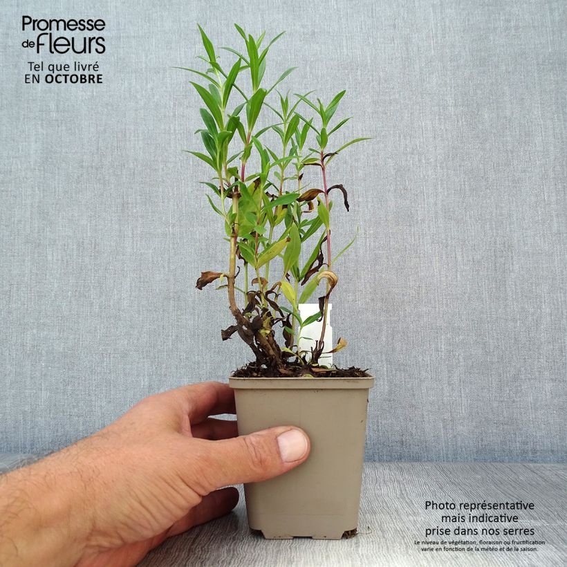 Ejemplar de Penstemon Rubicundus Maceta de 8/9 cm entregado en otoño