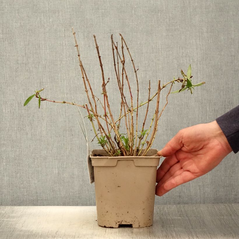 Penstemon Sour Grapes Maceta 2L/3L Ejemplar entregado en la primavera