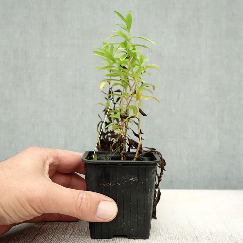 Ejemplar de Penstemon Le Phare Maceta de 8/9 cm entregado en otoño