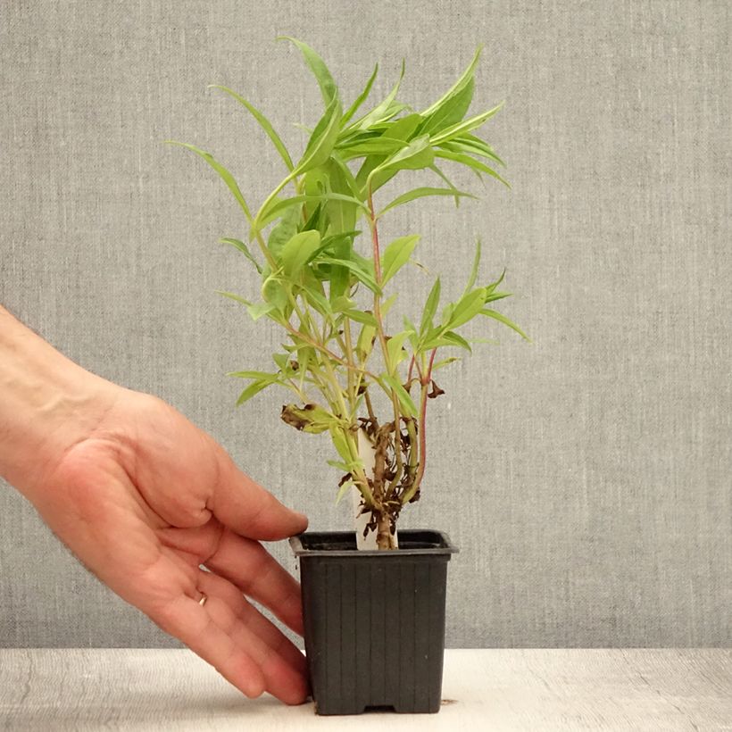Ejemplar de Penstemon Le Phare Maceta de 8/9 cm entregado en verano