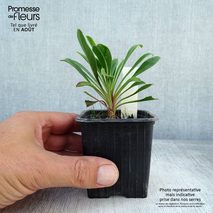 Ejemplar de Penstemon mensarum Maceta de 8/9 cm entregado en verano