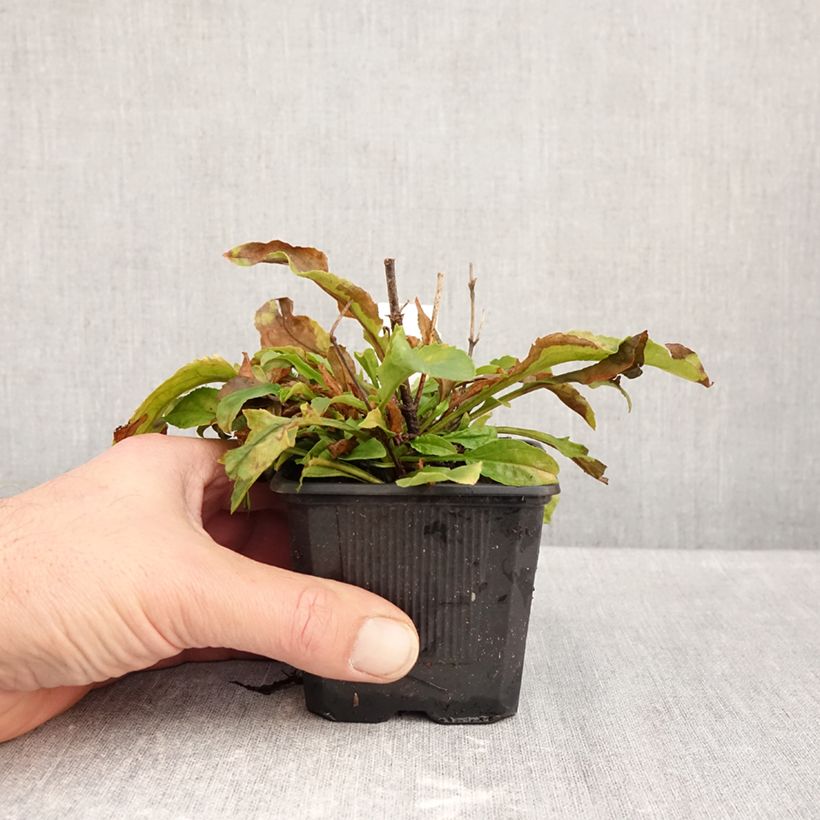 Ejemplar de Penstemon Nova Pearl - Campanita Maceta de 8/9 cm entregado en otoño