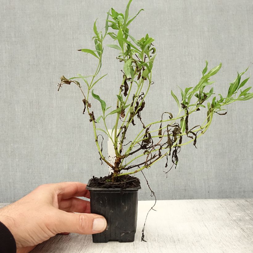 Ejemplar de Penstemon Pensham Wedding Day - Campanita Maceta de 8/9 cm entregado en otoño