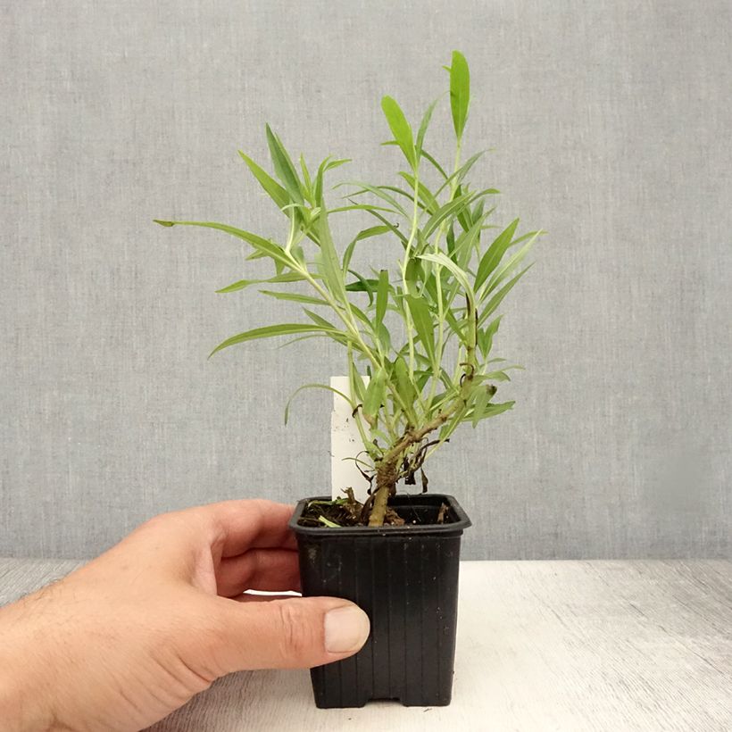 Ejemplar de Penstemon Pensham Wedding Day - Galane Godet de 8/9 cm entregado en verano