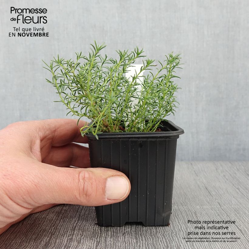 Ejemplar de Penstemon pinifolius Mersea Yellow - Campanita de hojas de pino Maceta de 8/9 cm entregado en otoño