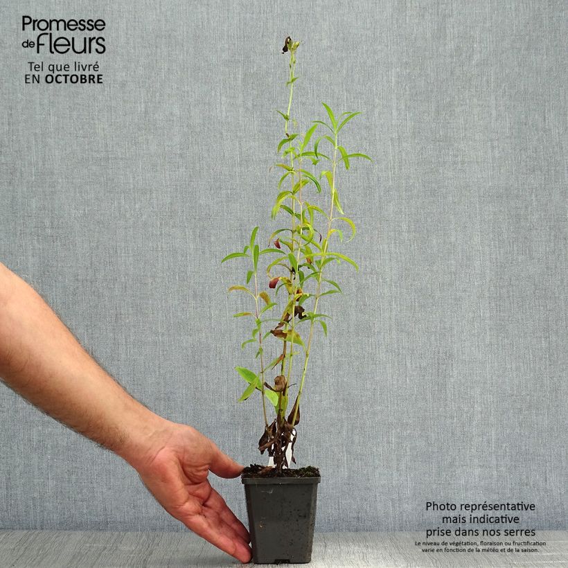 Ejemplar de Penstemon Raven Maceta de 8/9 cm entregado en otoño