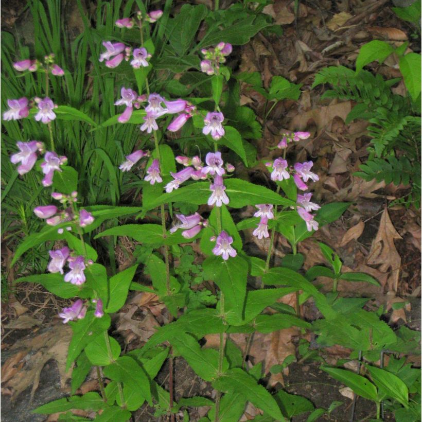 Penstemon smallii (Porte)