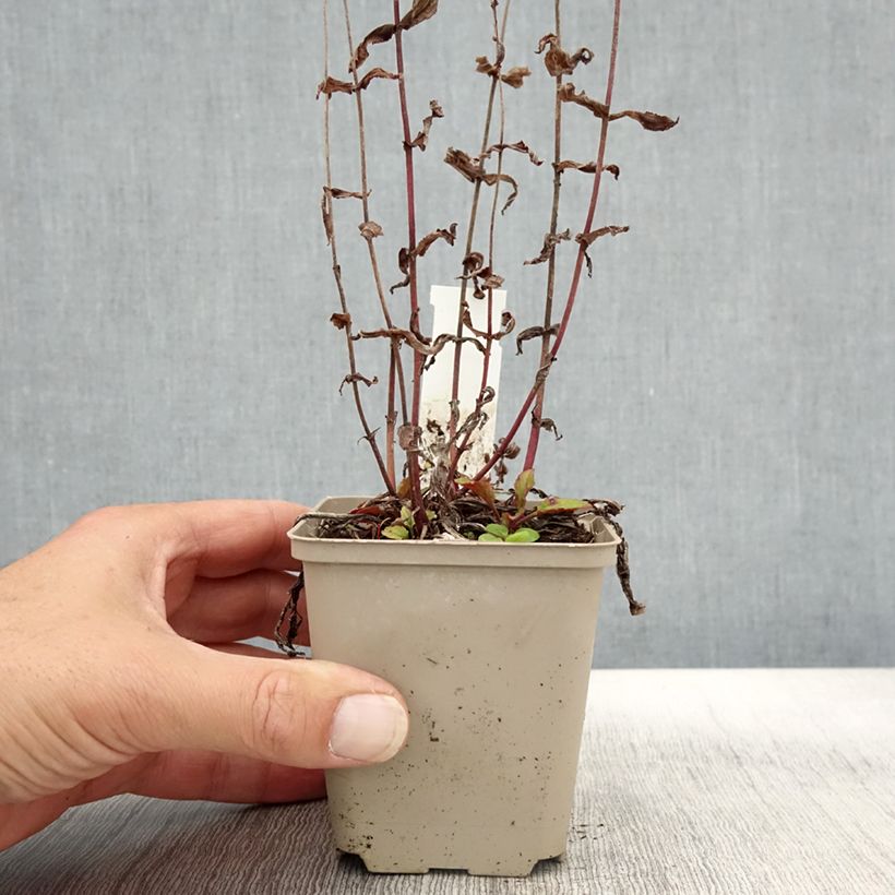 Ejemplar de Penstemon smallii Maceta de 8/9 cm entregado en otoño