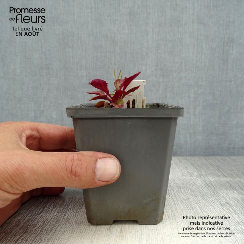Ejemplar de Penstemon smallii Maceta de 8/9 cm entregado en verano