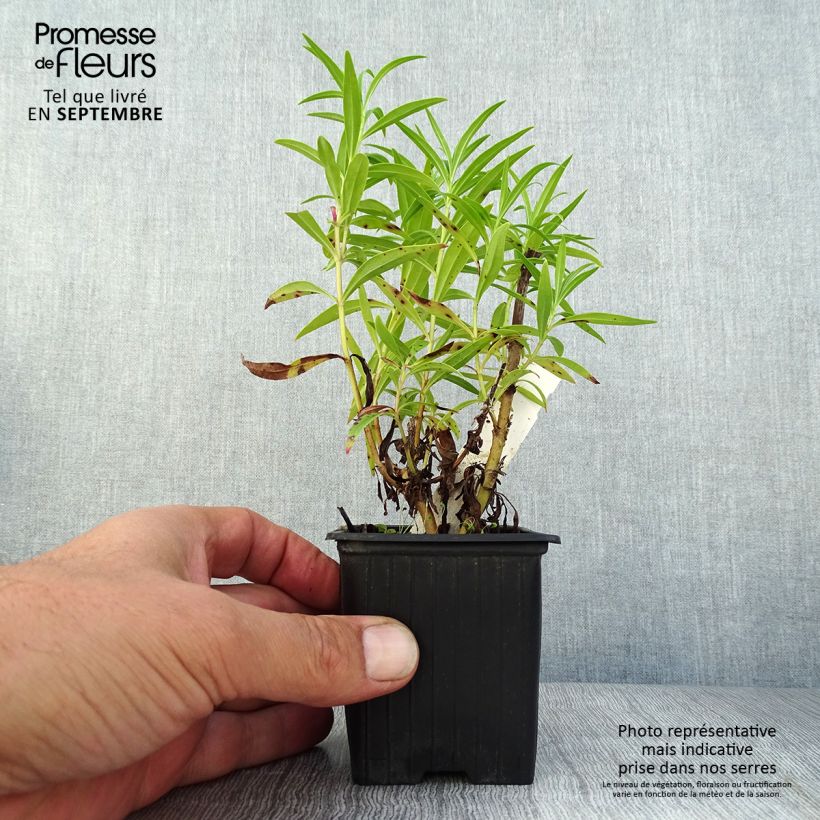 Ejemplar de Penstemon Souvenir d'Adrien Régnier Maceta de 8/9 cm entregado en verano