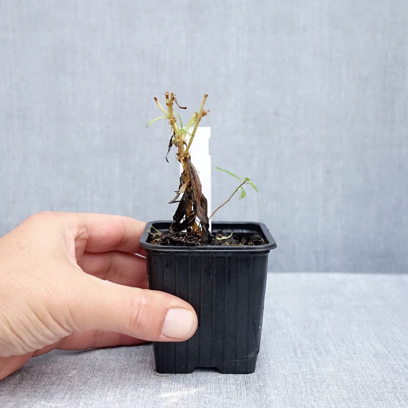 Ejemplar de Penstemon Souvenir d'Adrien Régnier Maceta de 8/9 cm entregado en otoño