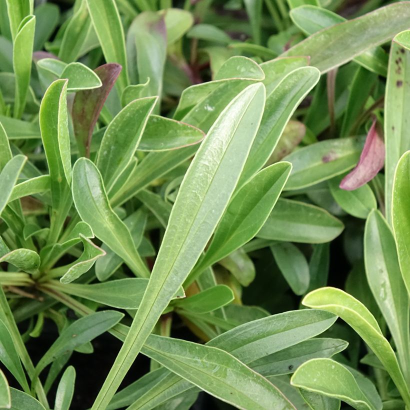Penstemon virgatus Blue Buckle - Campanita (Follaje)