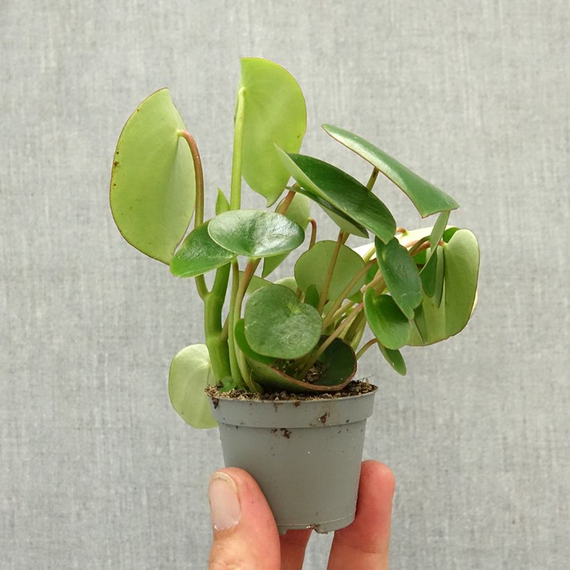 Peperomia arifolia miniplanta Ejemplar entregado en la primavera