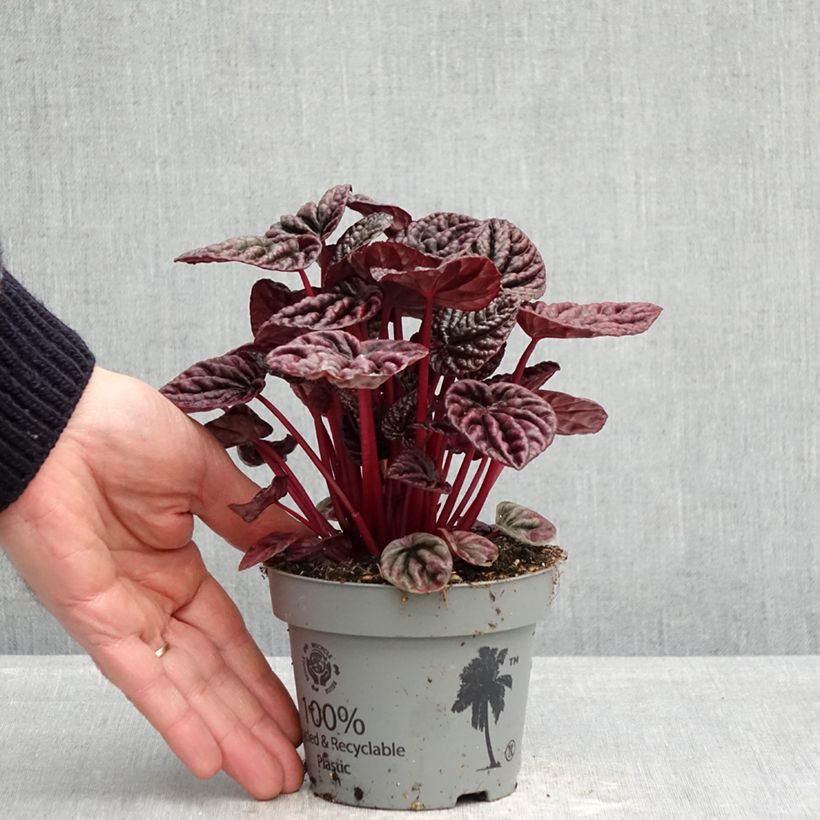 Peperomia caperata Luna Maceta de 12 cm / 13 cm Ejemplar entregado en la primavera