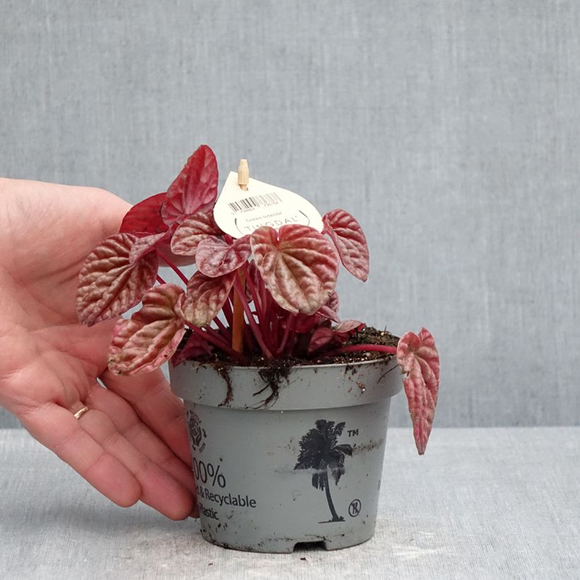 Peperomia caperata Quito Maceta de 12 cm / 13 cm Ejemplar entregado en la primavera