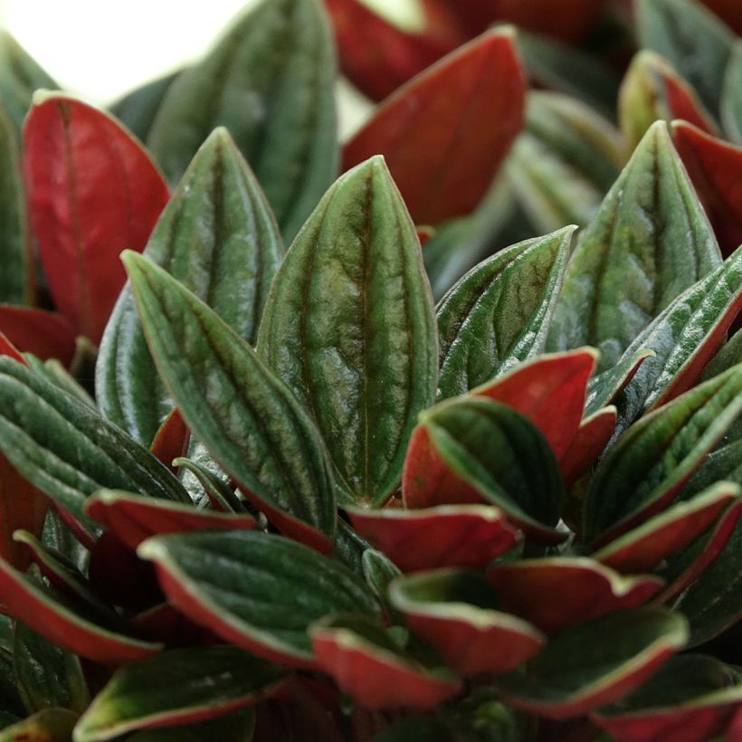Peperomia caperata Rosso (Follaje)