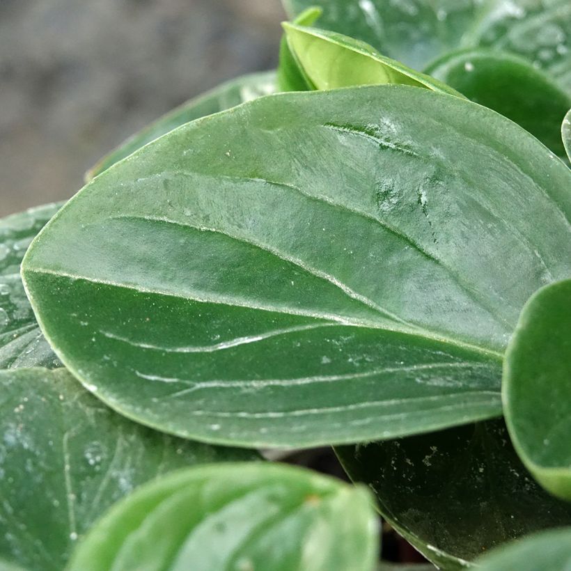 Peperomia clusiifolia Red Margin (Follaje)