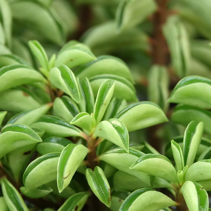 Peperomia Fire Sparks (Follaje)