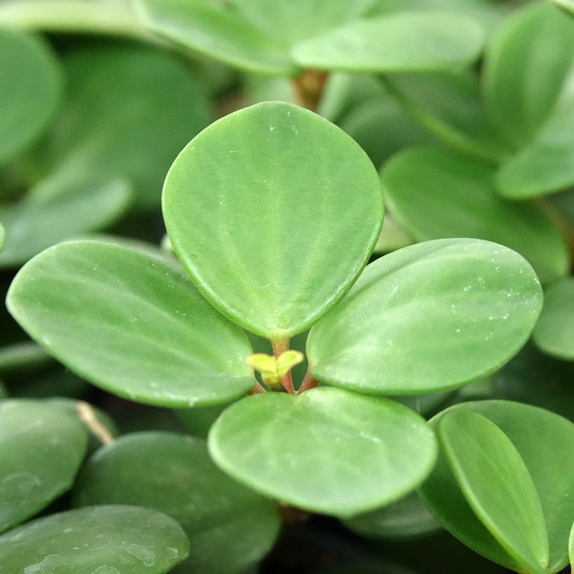 Peperomia Hope (Follaje)