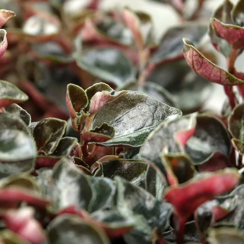 Peperomia metallica Colombiana (Follaje)