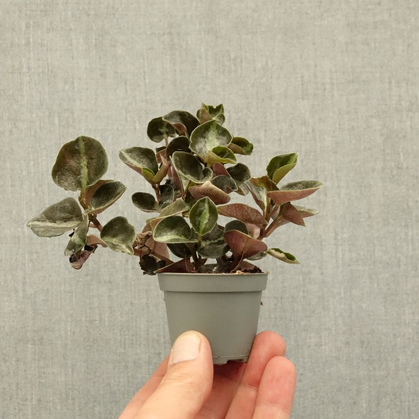 Peperomia metallica Colombiana miniplanta Ejemplar entregado en la primavera