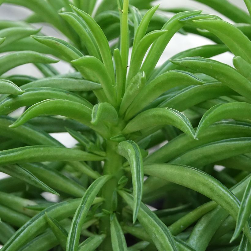 Peperomia Nevada (Follaje)